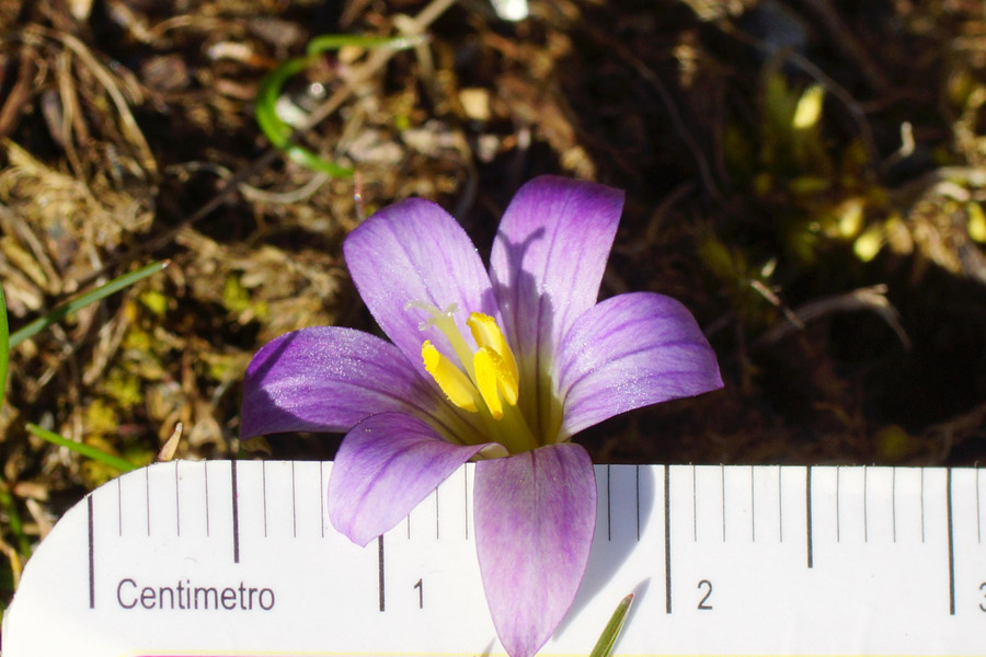 Romulea ramiflora?